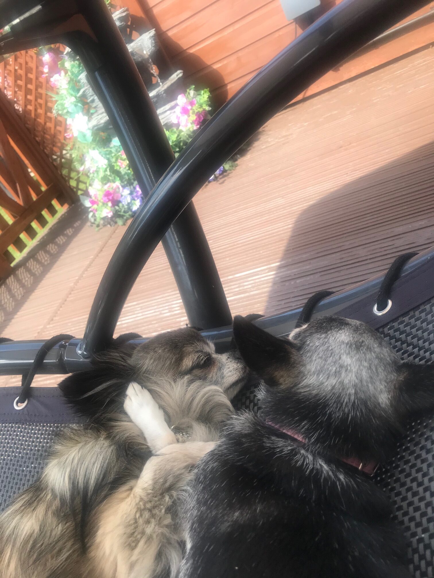 dogs in hammock