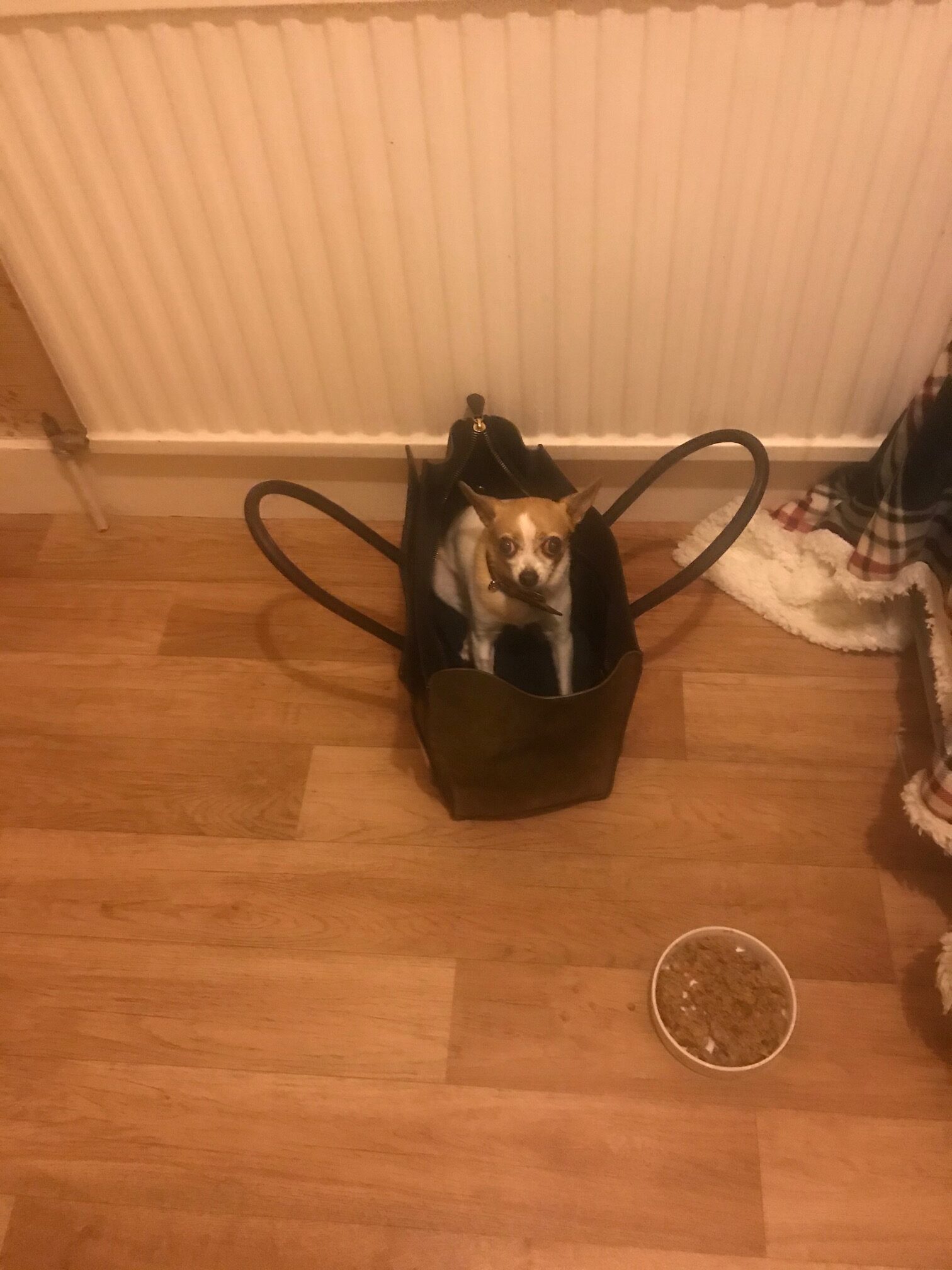 dog in bag